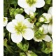Саксифрага ( Saxifraga White alpino early )